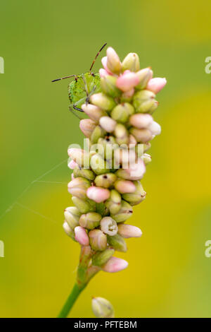 Gros plan de fleurs sauvages avec le bouclier vert commun permanent bug de bourgeons de face. Banque D'Images