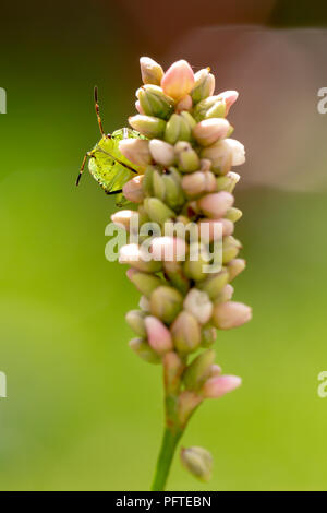 Gros plan de fleurs sauvages avec le bouclier vert commun permanent bug de bourgeons de face. Banque D'Images