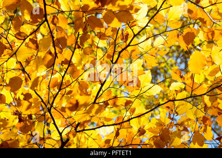 Arrière-plan de branches d'automne jaune Banque D'Images