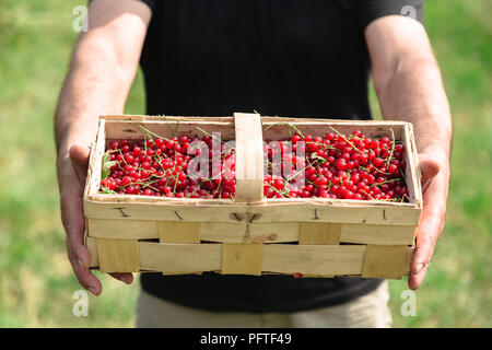 L'homme est titulaire d'un panier en osier avec groseilles rouges juteux Banque D'Images