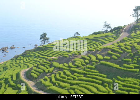 Senmaida des terrasses de riz au Japon Banque D'Images