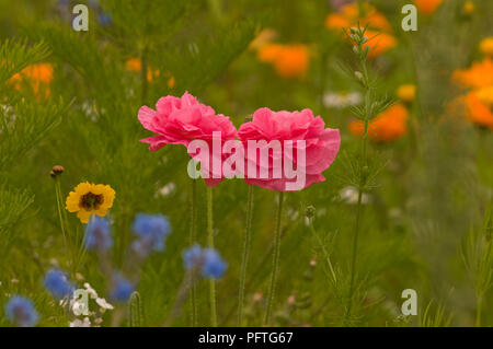 Poppies in rose wildflower meadow UK Banque D'Images