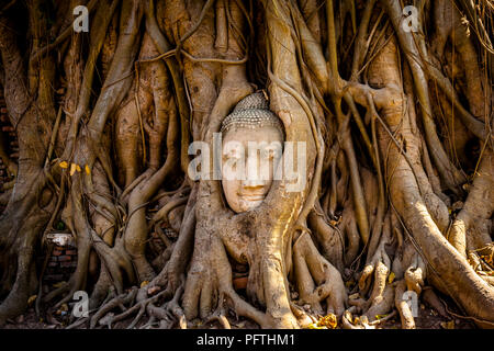Visage de Bouddha dans les arbres avec le côté de la lumière. Parc historique d'Ayutthaya. Banque D'Images