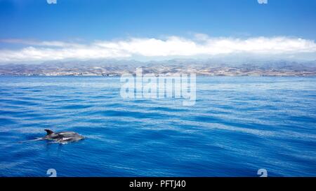 Les dauphins dans la mer avec un paysage de l'île. bleu de l'eau. dolpins Banque D'Images