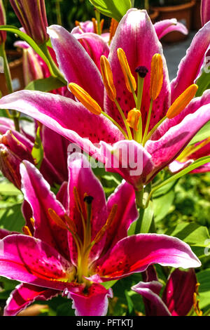 Lys orientaux, fleurs de lys orientaux Lilium 'Kings Cross' Banque D'Images