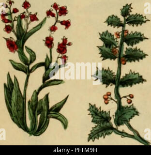 Ce travail historique de Nicholas Culpeper fournit une référence étendue sur les plantes médicinales, détaillant leurs utilisations en phytothérapie. Il sert de guide aux remèdes à base de plantes, offrant des descriptions de diverses espèces et de leurs propriétés thérapeutiques pour les médecins et les herboristes. Banque D'Images