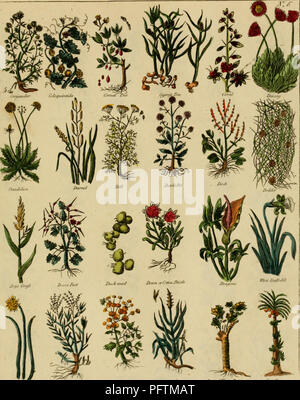 Ce texte médical historique de Nicholas Culpeper fournit des descriptions détaillées des plantes médicinales. L'image montre une page de son Herbal, un guide complet sur les utilisations et les propriétés des plantes en médecine traditionnelle. Il comprend des références aux espèces végétales et à leurs propriétés curatives, ainsi que des instructions d'utilisation dans les remèdes à base de plantes médicinales. Banque D'Images