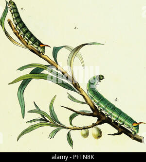 Ce travail historique explore les espèces européennes de papillons, documentant leur évolution et leur classification, avec des contributions d’entomologistes comme Jacob Hübner. Banque D'Images