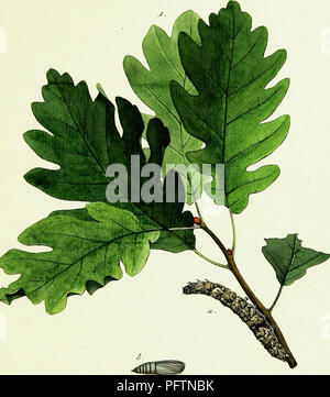 Ce texte historique explore l'histoire des papillons européens, détaillant leurs espèces, leurs habitats et leur comportement. Le travail comprend diverses descriptions d’espèces et se concentre sur les rôles écologiques que jouent les papillons dans les écosystèmes européens. Des illustrations détaillées sont incluses pour faciliter l'identification et l'étude. Banque D'Images