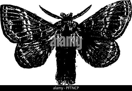 Ce manuel sert de guide pour l'étude des insectes, en se concentrant sur des espèces telles que la tente-chenille et Clisiocampa disstria. Il fournit des informations sur le comportement, l'identification et les rôles écologiques des insectes, en mettant l'accent sur les larves et les habitudes alimentaires. Banque D'Images