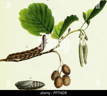 Cet ouvrage historique de Jacob Hübner, initialement publié au XVIIIe siècle, explore les espèces de papillons que l’on trouve en Europe. Il fournit des illustrations détaillées de divers papillons européens, offrant un aperçu de leur morphologie et de leur classification. Banque D'Images