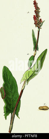 Cet ouvrage, écrit par Jacob Hübner, documente l’histoire et la classification des papillons européens. Il présente des illustrations et des descriptions de diverses espèces, contribuant de manière significative au domaine de l'entomologie et à l'étude des lépidoptères en Europe. Banque D'Images