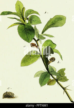 Ce travail historique sur les papillons européens, rédigé par Jacob Hübner, explore diverses espèces d’insectes dont la classification des lépidoptères. Les images reflètent des études détaillées sur l'apparence et le comportement de ces espèces, fournissant une ressource précieuse pour les entomologistes et les historiens des sciences naturelles. Banque D'Images