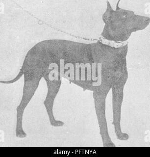 . Points du cheval ; un traité sur la conformation, les mouvements, les races et l'évolution du cheval. Les chevaux. 8 W. THACKER 6- CO., LONDON, illustré. Svo la couronne. Ss. 6d. Chiens pour les climats chauds, un guide pour les résidents dans des pays aussi Tropicai Suitabie ttieir aux races, utilisations respectives, de la gestion et de l'encrier raclant.. Par VERO SHAW, auteur de ' CasselVs* Livre du chien ;" et juge à de nombreux chien Sho7vs ; édité par le capt. M. H. HAYES, F.R.C.V.S., auteur de ** Notes vétérinaires pour les propriétaires de chevaux y' ** La formation et la gestion des chevaux en Inde" etc.y etc. Imperial je6mo. I2s. 6d. Une HISTOIRE NATURELLE DE TH Banque D'Images