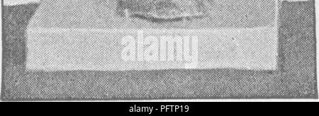 Ce traité couvre la conformation physique du cheval, ses mouvements et l'évolution des différentes races de chevaux. Il offre une analyse détaillée de l'anatomie du cheval et du développement historique des races de chevaux, servant de ressource importante pour les études équines. Banque D'Images