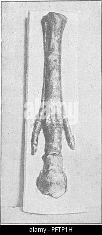 Ce traité couvre la conformation, les mouvements et l'évolution du cheval, mettant en évidence les traits physiques clés et leur relation avec l'histoire évolutive du cheval. Il aborde diverses races, caractéristiques anatomiques et le développement historique des chevaux en tant qu'espèce. Banque D'Images