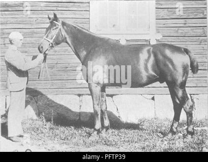 Ce traité couvre la conformation, les mouvements et le développement évolutif des chevaux, ainsi que différentes races, dont le poney norvégien et le chasseur suédois. Banque D'Images