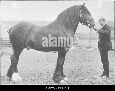 Ce traité explore les caractéristiques physiques, les mouvements et l'évolution des chevaux, y compris des descriptions détaillées des races et de leur développement historique. Il couvre l'anatomie et la conformation des chevaux et fournit un aperçu des différents mouvements et comportements à travers les races. Banque D'Images