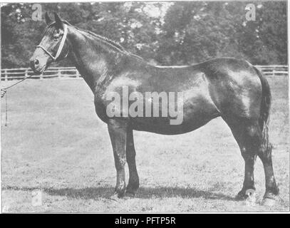 Ce traité couvre la conformation, les mouvements, les races et l'évolution du cheval, avec des illustrations détaillées de l'étalon de Cleveland et de la jument de Cleveland, tous deux propriété de Mr. H.C. Stephens, M.P. Banque D'Images