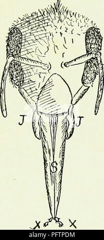 . Le miel des décideurs. Les abeilles. 20. Le Honey-Makers et mis de l'avant entre les mâchoires, qui, comme nous l'avons vu, ouvert à cette fin. Il a maintenant l'apparence d'un court-circuit, le stout, le poignard pointu (S) avec deux petits palpeurs (X, X) à l'extrémité. Il apparaît instantanément, pour atteindre au-dessous du point de ce poignard, une très active, tout petit, filiforme et langue maternelle (T) qui se tortille sur dans le miel ou le nectar et le lécher jusqu'beaucoup comme un chien lèche la langue à un plat. La meilleure façon de surveiller l'action du proboscis est de placer une faim bee près d'une goutte de miel. Aussi longtemps que le miel est abondante et facilement r Banque D'Images
