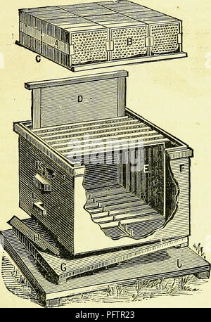 . Le nouveau texte des apiculteurs-livre. Les abeilles ; la culture de l'Abeille. L'APICULTURE ÉCLECTIQUE RUCHE.. La coupe ci-dessus représente la Ruche éclectique (sauf le cap) avec une extrémité découpée pour montrer l'arrangement intérieur. J, le stand ; G, bas conseil d'hive, articulée au dos, avec un peu soulevé la ruche pour montrer la facilité de nettoyage du fond ; H, faites glisser à contrat ou à proximité ; L'entrée, bouton pour maintenir glissière en place ; K, entrée supérieure ; E, mobile sur les cadres, pris en charge sur fer lisse mctai reste pour les barres du haut en bas, et séparés par des intercalaires métalliques, qui est attaché à chaque côté du fond de ruche trois-huit pouces au-dessus de bo Banque D'Images