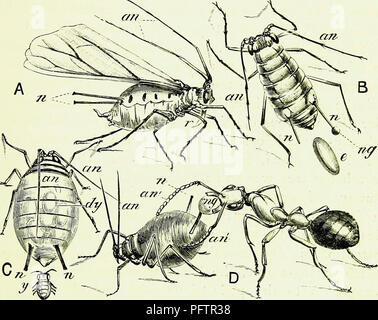 . Les abeilles &AMP ; apiculture ; scientifique et pratique. Un traité complet sur l'anatomie, physiologie, floral, les relations et la gestion rentable de la ruche abeille. La culture de l'abeille ; les abeilles. APHIDE DU MIEL. 271 rarement, et probablement que dans des conditions pathologiques, se- crète des quantités excessives de liquide sucré, oozin^, trb diverses parties de leurs surfaces, donne la hâte gatherer matériel qui est au-dessus de tout soupçon ; mais ordi- nary Honey Dew est désormais universellement reconnu pour être. Fig. 54.-Aphides comme producteurs de Nectar. Une rose, l'Aphis (Siphonophora Rosce), femelle vivipare ailé (grossie dix fois)-une, Antennse Banque D'Images