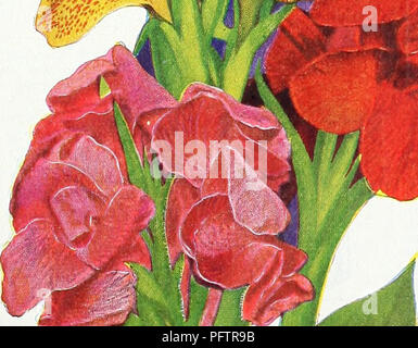 . Currie's garden : annuel 1939. Les catalogues de graines de fleurs, graines (plantes) ; Catalogues Catalogues ; Graines de légumes Horticulture pépinières (catalogues) ; plantes ornementales ; catalogues, matériel et fournitures de jardinage Catalogues. DAHLIAS POMPON. Charme,ng "bouton" dahlias que hove Inng été favoris avec les amateurs de fleurs, et lustly méritent une place dans chaque jardin. Ils se développent librement, exigent peu de soin après la plantation mais^ vous récompenser par une multitude de magnifiques fleurs coupées- tout au cours de l'été et en automne. En mauve. Rose, rouge, blanc, bronze, JAUNE. CANNAS ROI HUMBERT. Gigan- tic fleurs, o brillant Banque D'Images