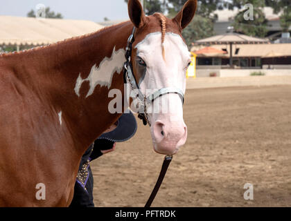 Portrait d'un cheval Pinto Banque D'Images