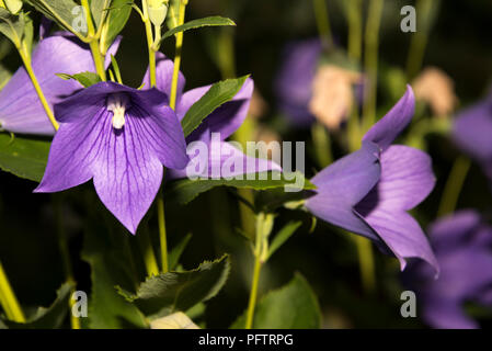 Balloon Flower (Dryas octopetala) Banque D'Images