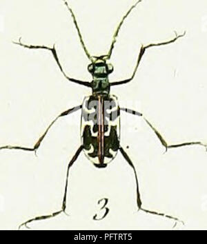 Cette illustration tirée de *iconographie et histoire naturelle des Coleopteres d'Europe* représente diverses espèces de coléoptères européens. Le travail de Pierre Dejean fournit des images et des descriptions détaillées, contribuant à la classification et à la compréhension de la diversité des coléoptères en Europe. Banque D'Images