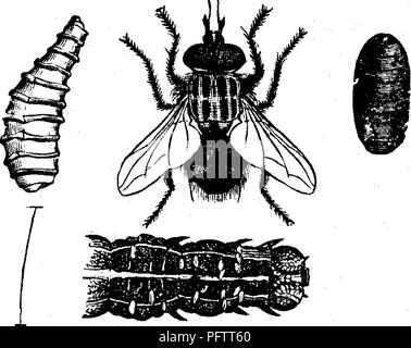 . Les insectes nuisibles pour les fruits. Illustré de quatre cent quarante coupes de bois. Les insectes nuisibles. Attaquer les feuilles. 261 trouvés sur l'armée-ver et plusieurs autres chenilles. Il s'agit d'un quart de pouce de long, avec un visage blanc, grand, yeux rouges, un noir, corps velu, quatre lignes plus bas le thorax, et des correctifs d'une ombre grisâtre sur les côtés de l'abdomen. Le parent fly dépose ses oeufs sur l'arrière de la chenille, généralement sur une courte distance derrière la tête, se- curely attaché par une sub- stance gluant sécrétée avec eux. À partir de ces vers blancs minuscules éclosent, qui entament leur chemin dans Banque D'Images