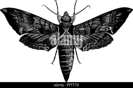 . Les insectes nuisibles pour les fruits. Illustré de quatre cent quarante coupes de bois. Les insectes nuisibles. Le papillon est d'une couleur brun-gris, brun clair, et avec des taches brunes, comme montré dans Fig. 262. Les ailes postérieures sont de couleur rose, devenant rouge plus près du milieu. Il y a une large bordure grise derrière, avec une rangée de plus sombre Fig. 262.. endroits le long de son bord avant vers l'éloignerions, marge extérieure. Le corps est de couleur gris, avec deux taches triangulaires d'un brun foncé sur thorax.^ Cet insecte est trouvé dans presque toutes les régions des États-Unis et du Canada où le raisin est cultivé Banque D'Images