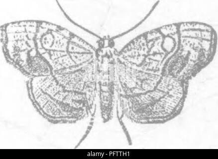 . Les insectes nuisibles pour les fruits. Illustré de quatre cent quarante coupes de bois. Les insectes nuisibles. 168 insectes dommageables à la prune. Fig. 177.. chrysalide, état dans lequel il continue d'environ dix jours, lorsque l'insecte parfait s'échappe. --^ c'est un petit papillon (Fig. 177), qui mesure, lorsque ses ailes sont réparties, à partir de trois quarts de pouce à pouce à travers. Il est d'une couleur ocre pâle, rouge-brun avec lignes et points, un anneau sur l'espace discale, et juste au-delà c'est un noir, bande de couleur plomb, qui devient un presque carré sur l'angle interne et est en continuité avec une large bande de la Banque D'Images