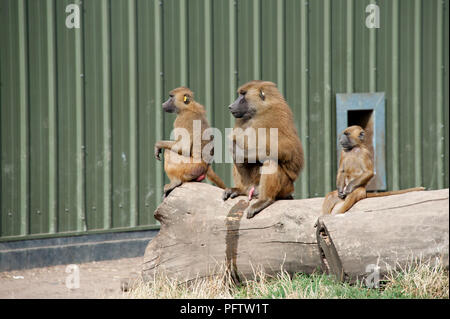 Trois jeunes babouins assis sur une bûche dans l'observation de leur composé babouin environs au Yorkshire Wildlife Park South Yorkshire Doncaster UK Banque D'Images