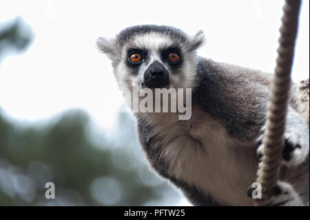 Un portrait de la tête d'un ring tailed lemur regardant la caméra, au Yorkshire Wildlife Park, Doncaster, South Yorkshire, UK. Banque D'Images