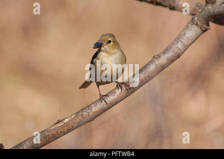 (Fringilla coelebs Chaffinch, femme) tient dans son bec les cosses du tournesol. Banque D'Images