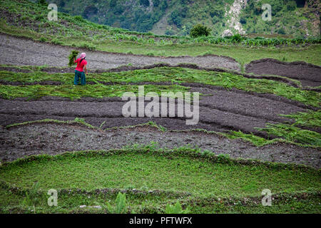Le paysan couvre le domaine de fougères pour les protéger des oiseaux. Village Tolka. Annapurna treak. Le Népal Banque D'Images