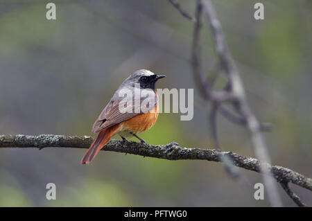 Phoenicurus phoenicurus (commune) est assis sur une branche d'arbre de chêne pendant la saison de reproduction dans l'habitat naturel. Banque D'Images