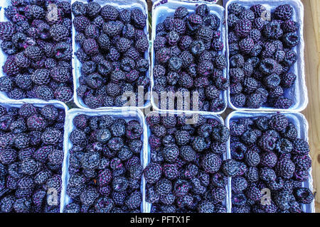 Fruits frais de mûres dans un panier, marché d'exposition Banque D'Images