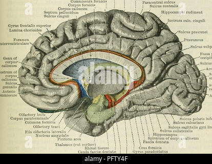 . Cunningham's Text-book de l'anatomie. L'anatomie. INTEKNAL STKUCTUEE DU MÉSENCÉPHALE. et Latéral oculomotrice sillons du mésencéphale, et sa partie médiane est parcourue par la fila émergents du nerf oculomoteur. Il n'a pas la même épaisseur partout. Vers le sillon latéral il devient mince, alors qu'il s'épaissit considérablement près de l'aspect médial de l'hypertension pedunculus. La surface de la substance noire, qui est tourné vers l', otorhinolaryngologie désignant est concave et uniforme ; le contraire est convexe et rendue par la présence irrégulière de nombreux prolongements minces de la substa Banque D'Images