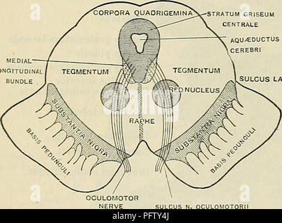 . Cunningham's Text-book de l'anatomie. L'anatomie. 584 LE NEKVOUS SYSTÈME. nerf. Elle est appelée, par conséquent, le sillon n. oculomotorii. La rainure latérale, qui est placé sur la face latérale du mésencéphale, reçoit le nom de l'sulcus lateralis [mesencephali]. Quand remonte vers le bas, c'est observé pour devenir continu avec le sillon qui intervient entre le brachium pontis et conjunctivum brachium du cervelet. Une inspection minutieuse de la surface latérale de la partie de l'aire tegmentale hypertension pedunculi, au-dessous du niveau de l'brachia, vont révéler certains paquets marqués faiblement de fi Banque D'Images