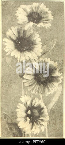 Catalogue de fournitures de jardin pour la saison du printemps 1921, avec fleurs, bulbes, légumes et plantes ornementales. Le catalogue met en évidence divers équipements de jardinage tels que les pulvérisateurs et les rouleaux. Les plantes comme le foxglove (Digitalis) et la gloxinia sont détaillées, avec des descriptions de leurs habitudes de croissance et de leurs besoins en soins. Banque D'Images