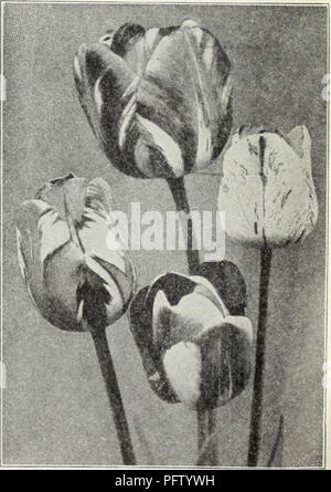 . La chalp bulbes et plantes : automne 1928. Les catalogues de graines de fleurs, graines (plantes) ; catalogues de pépinières (Horticulture) ; les plantes ornementales, les Catalogues Catalogues. Ancien sélectionneur néerlandais similaire à l'Damvin tulipes tulipes sauf dans les combinaisons de couleur, ce qui est tout à fait différent, composé de brun et orange, violet et le bronze, la terre cuite, gris et lilas et d'autres couleurs artistiques. Les fleurs sont grandes et sont portées sur de hautes tiges solides. Douz. 100 1000 Abricot (perfection) - (25) grand bronze, abricot, olive ombragée de base j.lO 7,50 $ 70,00 $ UneohiiK - (30) Très beau violet foncé, im- mense f Banque D'Images