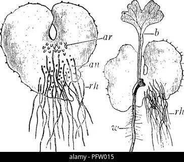 Ce manuel de botanique pour les écoles secondaires couvre le cycle de vie des fougères, en particulier le processus de germination des spores et la formation des gamétophytes. Il décrit les premiers stades de la croissance des fougères, y compris le développement d'un thalle délicat en forme de coeur qui germe dans des conditions favorables. Banque D'Images