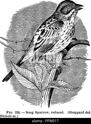 . Clé d'oiseaux de l'Amérique du Nord. Contenant des indications succinctes sur chaque espèce d'oiseau vivant et fossile connu à l'heure actuelle du continent au nord de la frontière du Mexique et des États-Unis, y compris le Groenland et Basse Californie, avec qui sont intégrées d'ornithologie générale : un aperçu de la structure et la classification des oiseaux ; et de l'ornithologie de terrain, un manuel de la collecte, la préparation et la conservation des oiseaux. Les oiseaux ; les oiseaux. 372 SYNOPSIS SYSTÉMATIQUE. -PASSmBES- OSCINES. sa gamme, l'hivernage près ; l'un des moineaux commun en hiver de la Middle States. Un oiseau très abondante e Banque D'Images