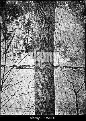 . Manuel d'étude de la nature pour les enseignants et les parents, en fonction de la nature de l'étude de Cornell de dépliants. L'étude de la nature. Étude de l'arbre lignes 77S ; l'écorce lisse sur les branches inférieures. Mais plus encore que la caractéristique de l'écorce, sont les branches et les rameaux de frêne ; ces derniers sont rares, grossière et maladroite, ceux de l'être en frêne blanc orange pâle ou gris et apparemment déformée en courbes aux extrémités ; ils sont couverts de points gris blanchâtre, qui se révèlent sous l'objectif d'être respirer- pores. Le frêne blanc aime à se développer dans des bois ou dans des sols riches, n'importe où, même s'il être superficielle ; à son meilleur Banque D'Images