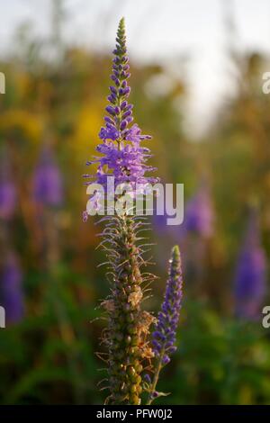 Veronica spicata avec Prairie et ciel sur l'arrière-plan Banque D'Images