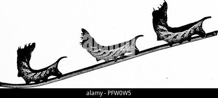 . Manuel d'étude de la nature pour les enseignants et les parents, en fonction de la nature de l'étude de Cornell de dépliants. L'étude de la nature. Un adulte de l'caterpillar Myron sphinx.. Une " marche gâteau." Les chenilles du sphinx Myron d'attitude de la défense. Photo M. C. Slingerland.. Veuillez noter que ces images sont extraites de la page numérisée des images qui peuvent avoir été retouchées numériquement pour plus de lisibilité - coloration et l'aspect de ces illustrations ne peut pas parfaitement ressembler à l'œuvre originale.. Comstock, Anna Botsford, 1854-1930. Ithaca, N. Y. , Comstock Publishing Company Banque D'Images