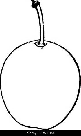. L'American Fruit Culturist, contenant des orientations pour la propagation et la culture de l'ensemble des fruits adaptés aux États-Unis. La culture de fruits. Fig. 754.-couche rouge. Cochon. 75S--Rouge Gage. La jauge rouge. Moyen ou plutôt petits, ronds-ovales, brun-rouge ; vitre plutôt svelte, cavité étroite ; chair jaune-verdâtre, juteuse, fondante, riche, doux, sucré, à l'abri de la petite pierre unusu allypleasant ; goût- et rafraîchissant. Ratherearly. Shoots brun rouge sombre, lisse ; les feuilles des jeunes arbres d'un vert profond, crimpled. Origine, bouffées vasomotrices, L. I. Fig. 755- Red Magnum Bonum. Oeuf (violet, rouge, violet Impérial Magnum Bonu Banque D'Images