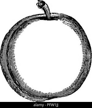 . L'American Fruit Culturist, contenant des orientations pour la propagation et la culture de l'ensemble des fruits adaptés aux États-Unis. La culture de fruits. Les prunes. 539 le fruit ; l'installation, cependant, avec laquelle cette prune peut être propagé à partir de boutures, et la disponibilité avec le syndicat qui a lieu dans le greffage sur elle, en ont fait un stock plus commune. C'est censé être une variété du Prunus cerasifera. Est née au Texas. Fig. 748. Meigs. Grandes, arrondies, ovales-indistinctes ; suture rougeâtre terne-pur- ple, avec de nombreux points gris ; pédoncule long, mince, légèrement incurvée, coulé ; chair de couleur vert-ye Banque D'Images